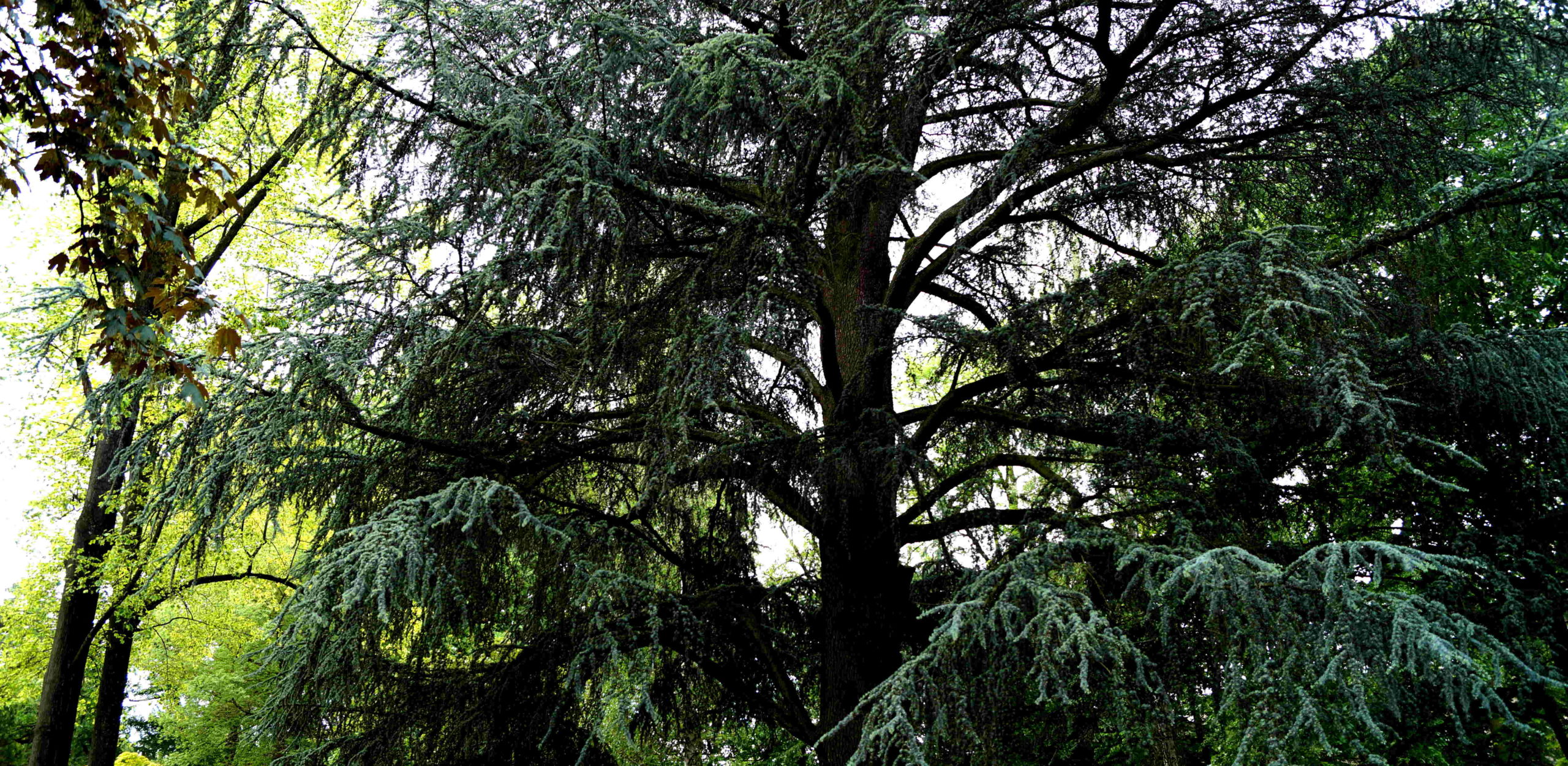 Ein ausladender, dunkelgrüner Nadelbaum vor dem wolkigen Himmel.