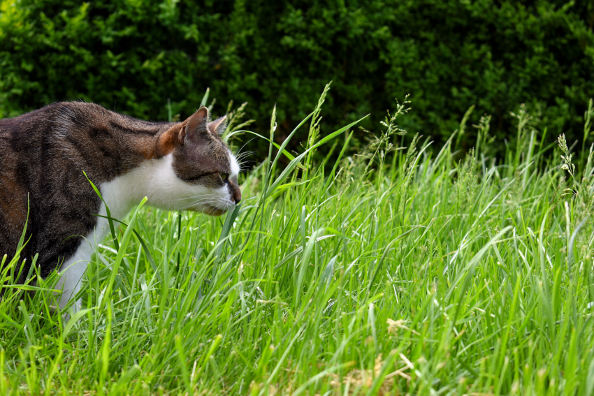 Eine getiegerte Katze steht im relativ hohen Gras und schnuppert bzw. knabbert an einem Grashalm.