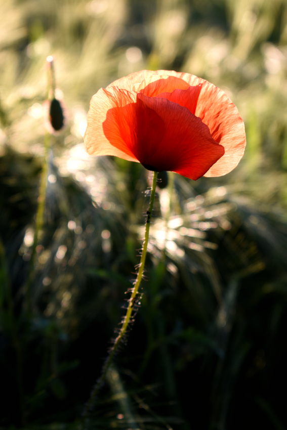 Eine Mohnblume am Feldrand in der Nahaufnahme, gegen das Licht fotografiert.
