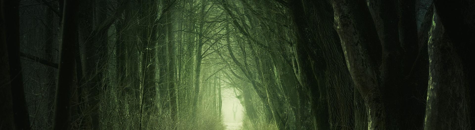 Dunkler Waldweg, in der Ferne schimmert ein hellgrünes Licht durch die finsteren Bäume.
